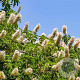 Aesculus californica 18-20 HO draadkluit