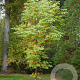Aesculus chinensis 16-18 HO draadkluit