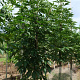 Aesculus indica 10-12 HO draadkluit
