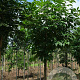 Aesculus indica 12-14 HO draadkluit