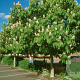 Aesculus indica 8-10 HO draadkluit
