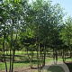Alnus glutinosa 350-400 cm draadkluit meerstammig 