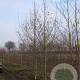 Alnus incana 18-20 HO draadkluit