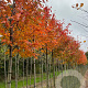 Amelanchier arborea 'Robin Hill' 8-10 HO draadkluit
