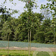 Amelanchier lamarckii 12-14 HO draadkluit