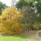 Betula alleghaniensis 10-12 HO draadkluit