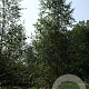 Betula pendula 18-20 HO draadkluit