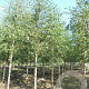 Betula pubescens 25-30 HO draadkluit