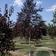 Betula Royal Frost 8-10 HO draadkluit