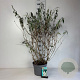 Buddleja d. 'White Profusion' 80-100 cm 10L