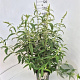 Buddleja d. 'White Profusion' 80-100 cm 10L