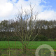 Catalpa bignonioides 550-600 cm draadkluit meerstammig 400-500 diameter