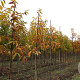 Castanea sativa 12-14 HO draadkluit