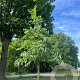 Celtis australis 10-12 HO draadkluit