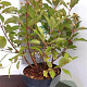 Cephalanthus occidentalis 60-80 cm 5,0L