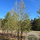 Corylus colurna 450-500 cm draadkluit meerstammig 200-250 diameter