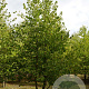 Corylus colurna 550-600 cm draadkluit meerstammig 400-500 diameter