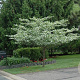 Crataegus crus-galli 'Inermis' 6-8 HO draadkluit
