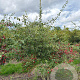 Crataegus monogyna 200-250 cm draadkluit meerstammig 160-180 cm diameter