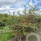 Crataegus monogyna 200-250 cm draadkluit meerstammig 160-180 cm diameter