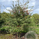 Crataegus monogyna 200-250 cm draadkluit meerstammig 160-180 cm diameter