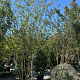 Crataegus media 'Paul's Scarlet' 300-350 cm draadkluit meerstammig
