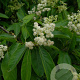 Ehretia acuminata 300-350 cm draadkluit meerstammig