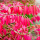 Euonymus alat. 'Blade Runner' 30-40 cm 10L