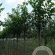 Euonymus hamiltonianus 16-18 HO draadkluit