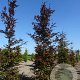 Fagus syl. 'Atropunicea' 25-30 HO draadkluit geveerd
