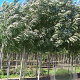 Fraxinus ang. 'Raywood' 14-16 HO draadkluit