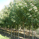 Fraxinus ang. 'Raywood' 14-16 HO draadkluit