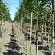 Fraxinus e. 'Altena' 10-12 HO draadkluit
