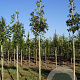 Fraxinus e. 'Altena' 10-12 HO draadkluit