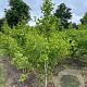 Ginkgo biloba 250-300 cm draadkluit solitair
