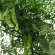 Gleditsia sinensis 18-20 HO draadkluit