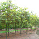 Gleditsia triac. 'Sunburst' 16-18 HO draadkluit