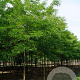 Gleditsia triac. 'Sunburst' 18-20 HO draadkluit