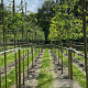 Gleditsia triac. 'Sunburst' 8-10 HO draadkluit
