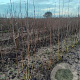 Betula utilis 'Doorenbos' 250-300 cm draadkluit meerstammig