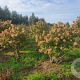 Hydrangea pan. 'Limelight' 150-175 cm draadkluit struik