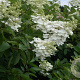 Hydrangea pan. 'Papillon' 12-14 HA draadkluit