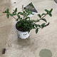 Buddleja 'Blue Chip' GM C3