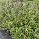 Buddleja d. 'Black Knight' 40-60 cm 3,0L
