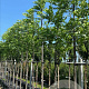 Juglans nigra 8-10 HO draadkluit