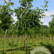 Juglans r. 'Broadview' 16-18 HO draadkluit