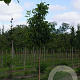 Juglans r. 'Broadview' 16-18 HO draadkluit