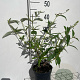 Buddleja d. 'White Profusion' 40-60 cm 2,0L