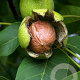 Juglans r. Weinheimer Walnuss 8-10 HO draadkluit