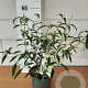 Buddleja d. 'White Profusion' GM C3
